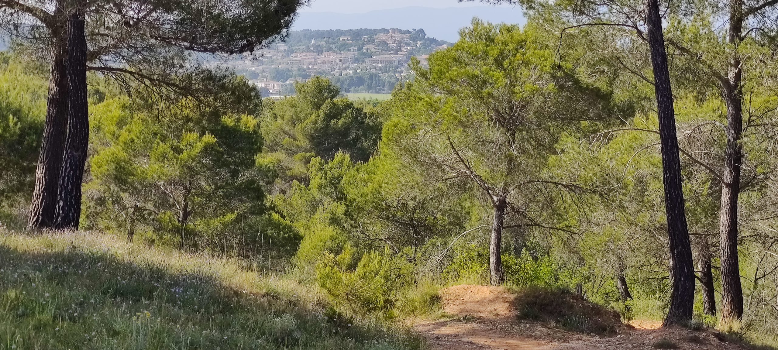Photo de la forêt de Venelles