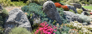 rocaille fleurie mediterranéenne