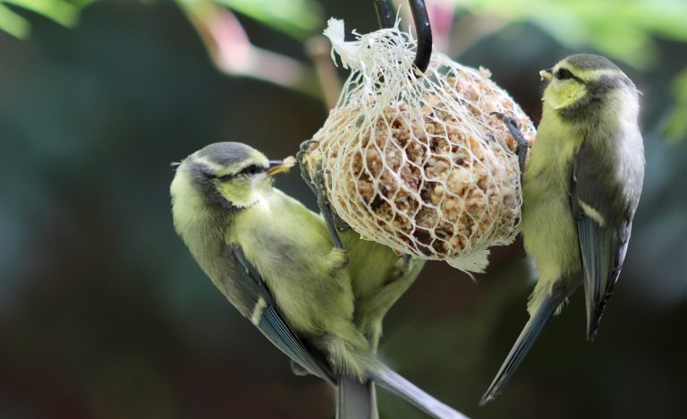 boule de graisse pour les oiseaux