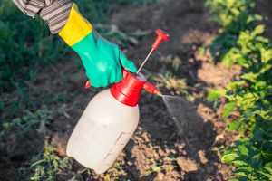 Photo représentant une personne en train de pulvériser un produit sur des plantes