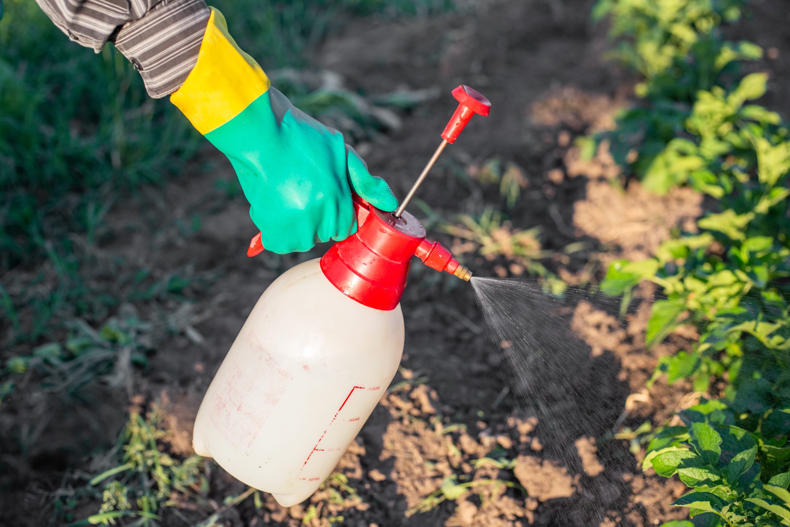 Photo représentant une personne en train de pulvériser un produit sur des plantes