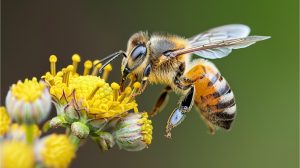 photo d'une abeille butinant une fleur