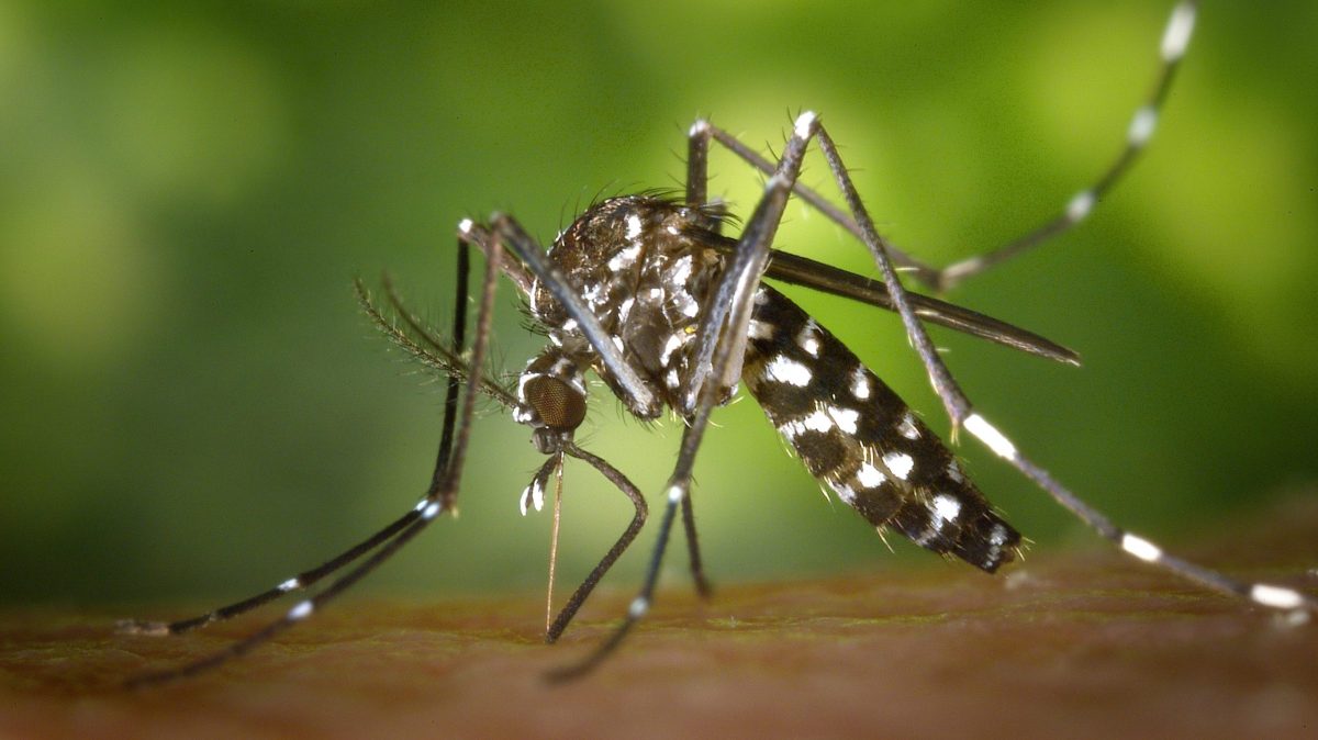 photo de moustique tigre