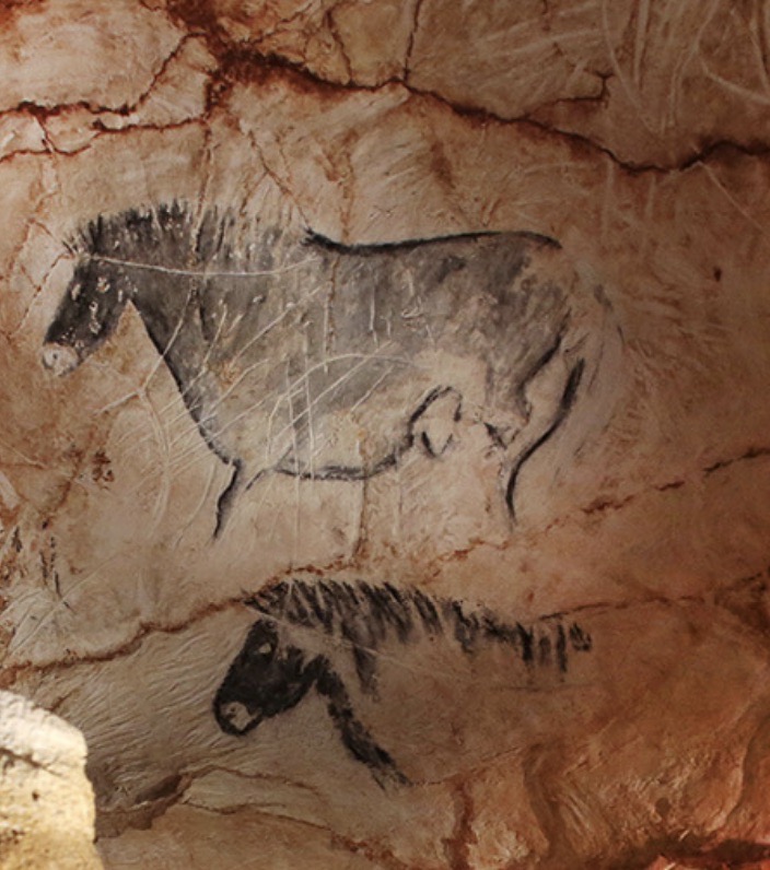 Photo représentant des peintures rupestres d'animaux sur les parois de la Grotte Cosquer
