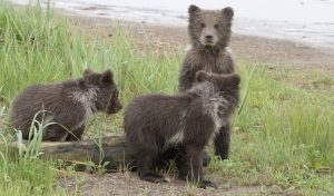 Photo représentant trois ours en pleine nature. Le petit ours à droite se tient debout sur ses pattes.