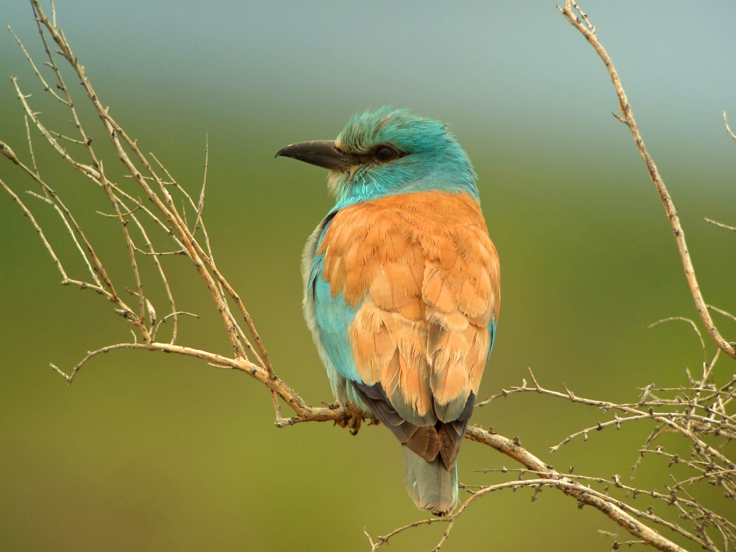 photo Rollier d'Europe