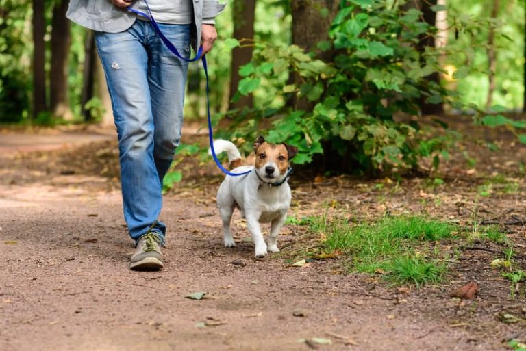 chien en laisse en forêt