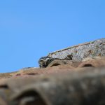 concours photos pose nature