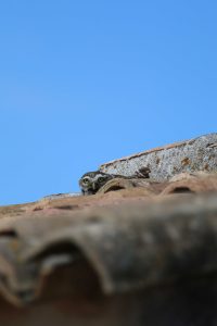 concours photos pose nature